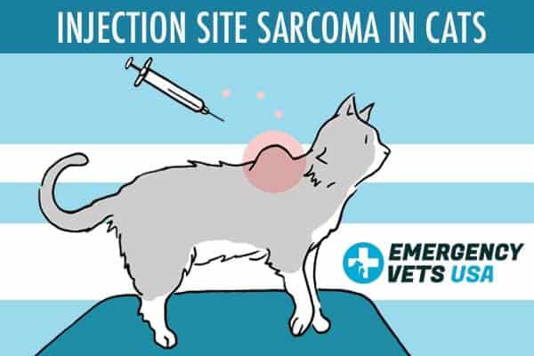 b12 injection lump cat Fibrosarcoma in Cats: Vaccine-Associated Tumors TRT & Men's Health